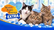 Darlin', Casserole and Kitty Kitty Meow Meow | Mark's Furry Friends Extra