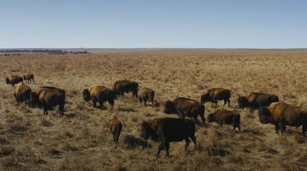 Video thumbnail: Overview How Bison are Saving America's Lost Prairie
