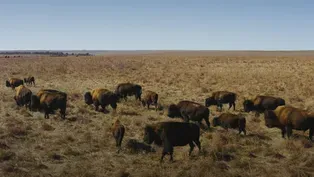 How Bison are Saving America's Lost Prairie