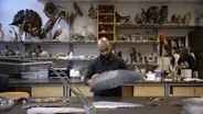Building a better airplane by borrowing from birds | Bites