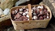 Deep Woods Mushrooms