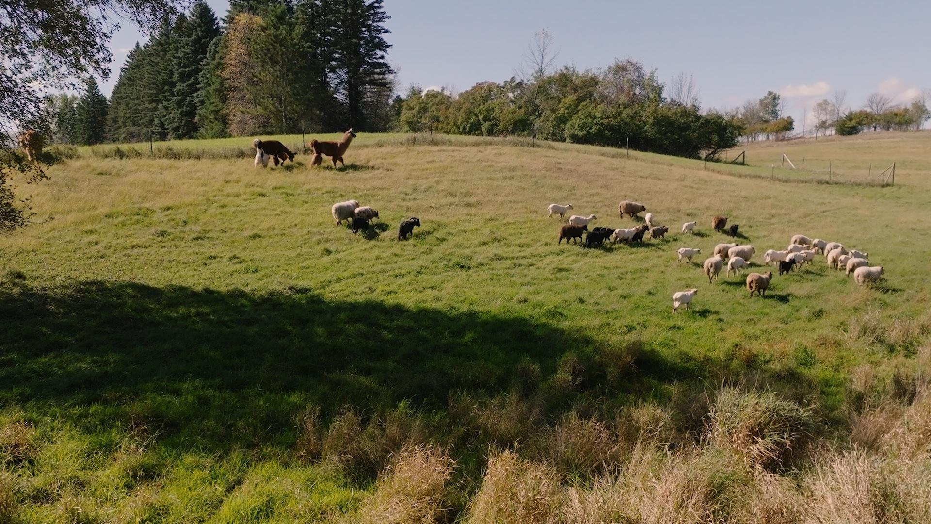 On their farm, Kathy and Terry Sletto stay connected to a long family heritage of wool-production.