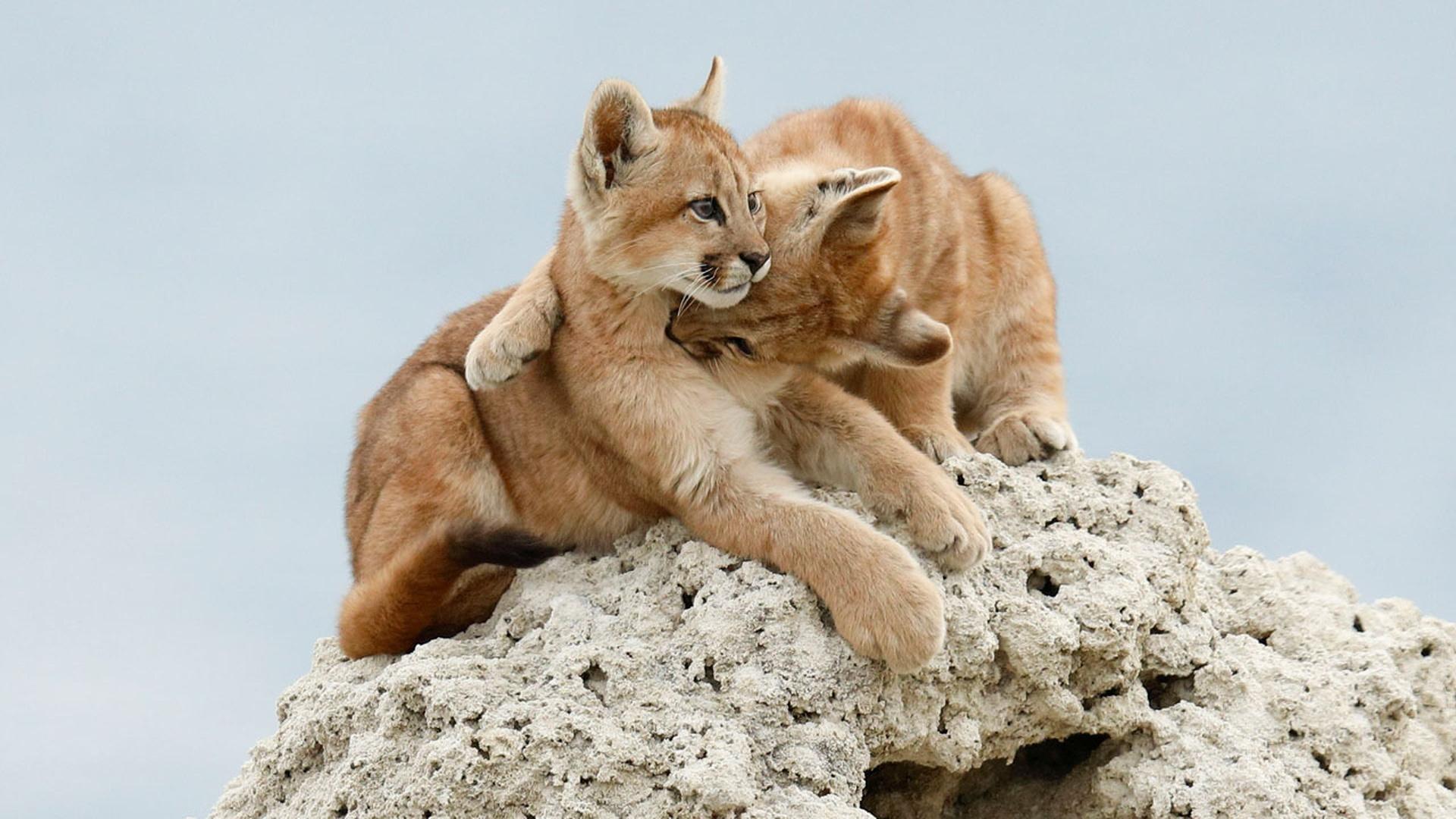 Wild Kitty Playtime | Nature | THIRTEEN - New York Public Media