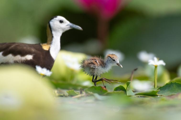 Freshwater | Parenthood Poster