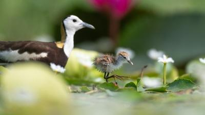 Freshwater | Parenthood