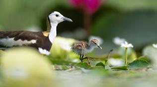 Freshwater | Parenthood