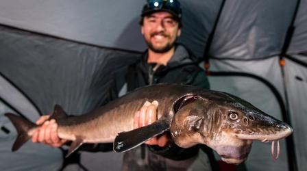 Video thumbnail: Prairie Sportsman Ice Fishing for Sturgeon