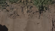 The Web Show:  Soil