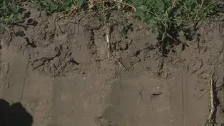 The Web Show:  Soil