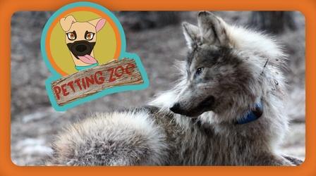 Video thumbnail: NewsDepth Petting Zoo: Zoo Pups Join Wild Wolf Packs