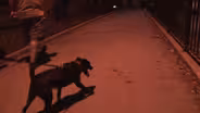 “RAT PATROL: NEW YORK”