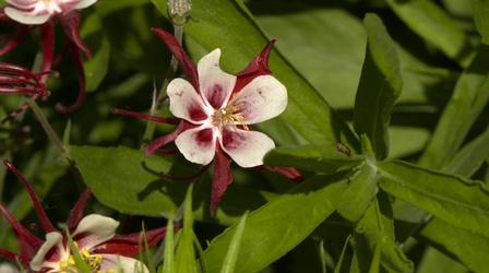Video thumbnail: Backyard Farmer Nebraska Native Wildflowers
