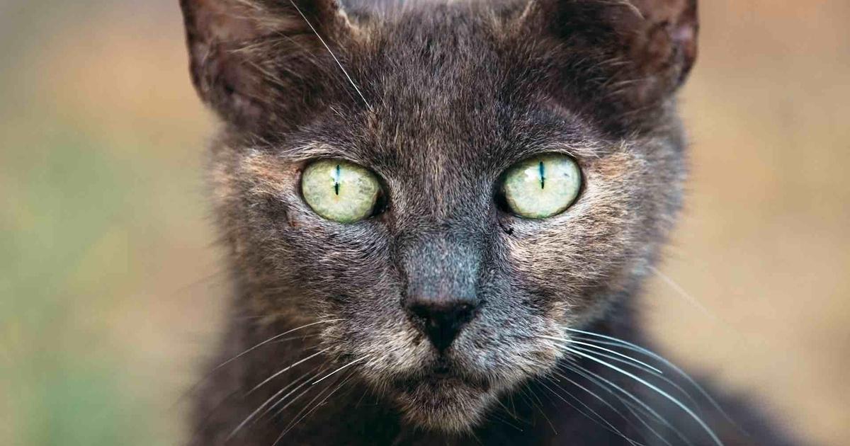 Human Footprint | Your Cat’s Secret Life (as a Deadly Predator) | WTTW