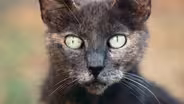 Your Cat’s Secret Life (as a Deadly Predator)