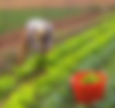 Maryland Farm & Harvest