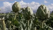 Growing and Eating Artichokes