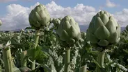 Growing and Eating Artichokes