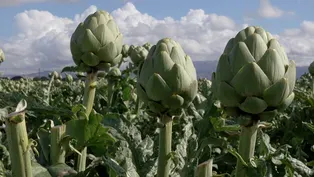 Growing and Eating Artichokes