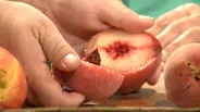 Growing Peach Trees; Plants for Pollinators (#1705)