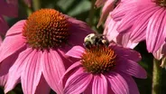 Promoting Pollinators & Husker Practice Turf