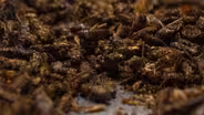 Insect Cuisine