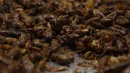 Insect Cuisine