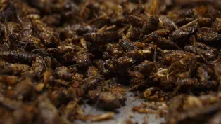 Insect Cuisine