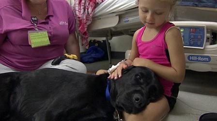 Video thumbnail: KVIE Digital Studios Huggie the Facility Dog | Focus on Health
