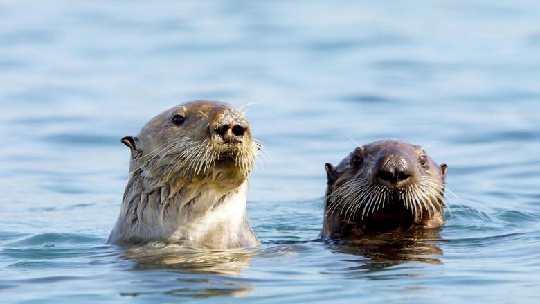 Animal Babies: First Year on Earth Image