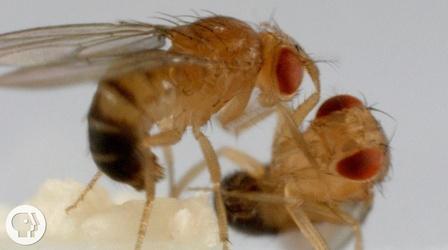 Video thumbnail: Deep Look These Fighting Fruit Flies Are Superheroes of Brain Science