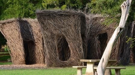Video thumbnail: Central Texas Gardener Native Trees (Including Smaller Gardens)
