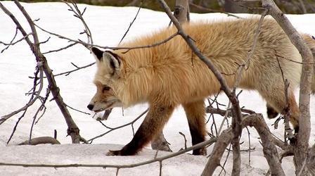 Video thumbnail: Untamed How do wildlife survive the tougher winter months?