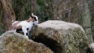 Make Your Own Hungry Bunny