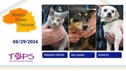 08/29/2024 | Madam Meow, Bellisima and Winky  | Mark's Furry Friends