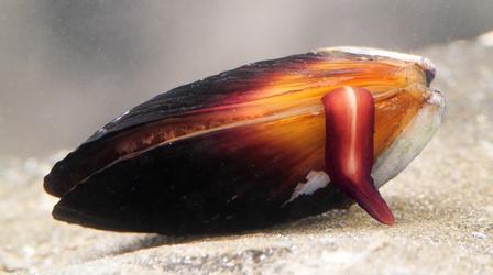 Video thumbnail: Deep Look How Does the Mussel Grow its Beard?