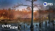 Why Does This Swamp Keep Catching Fire?