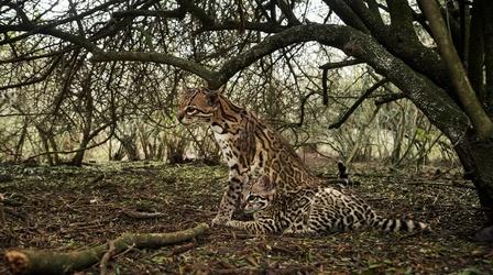 Video thumbnail: Nature Cameraman Reacts to Capturing Rare Ocelot Footage