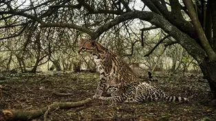 Cameraman Reacts to Capturing Rare Ocelot Footage