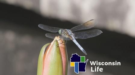 Video thumbnail: Wisconsin Life Budding Talents