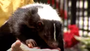Indiana Skunk Rescue and Therapy Skunks