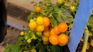 How Tomatoes are Revolutionizing Urban Farming