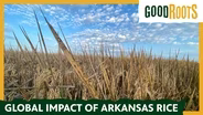 Global Impact of Arkansas Rice Production