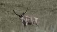 Caribou - Rangifer tarandus