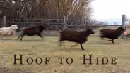 Episode No. 2901 Hoof to Hide: Crafting a Living from Animal Products