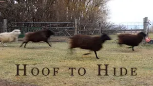 Episode No. 2901 Hoof to Hide: Crafting a Living from Animal Products