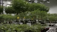 Businesses face challenges to get into NJ’s marijuana market