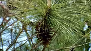 Fire in the Longleaf Pine -Repeat