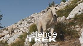 Video thumbnail: Science Trek Mountain Goats: Secrets to a Mountain Goat's Success