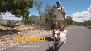 Hiking Arizona with Pets: Four-legged Trail Buddies