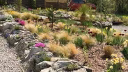 Volunteer Gardener 3507